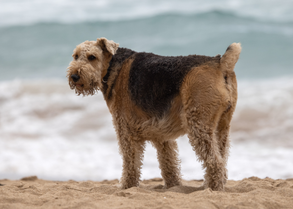 #28. Airedale terriers